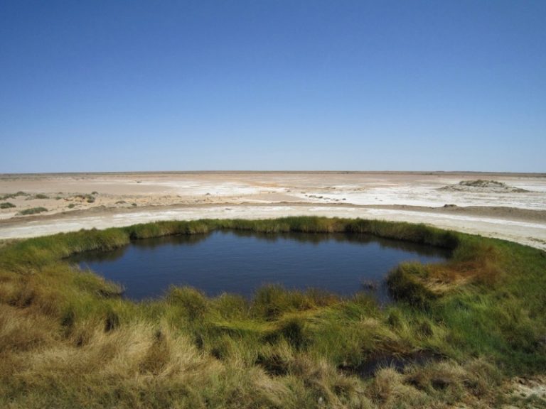 Mound springs are natural outlets for the aquifers of the Great Artesian Basin